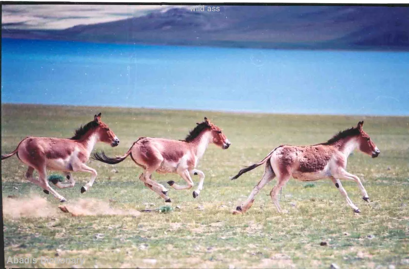 wild ass